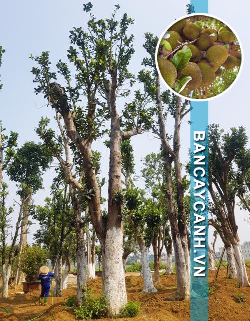 CÂY MÍT - ARTOCARPUS HETEROPHYLLUS HÀNG DÂM Ủ MÃ MITDA04